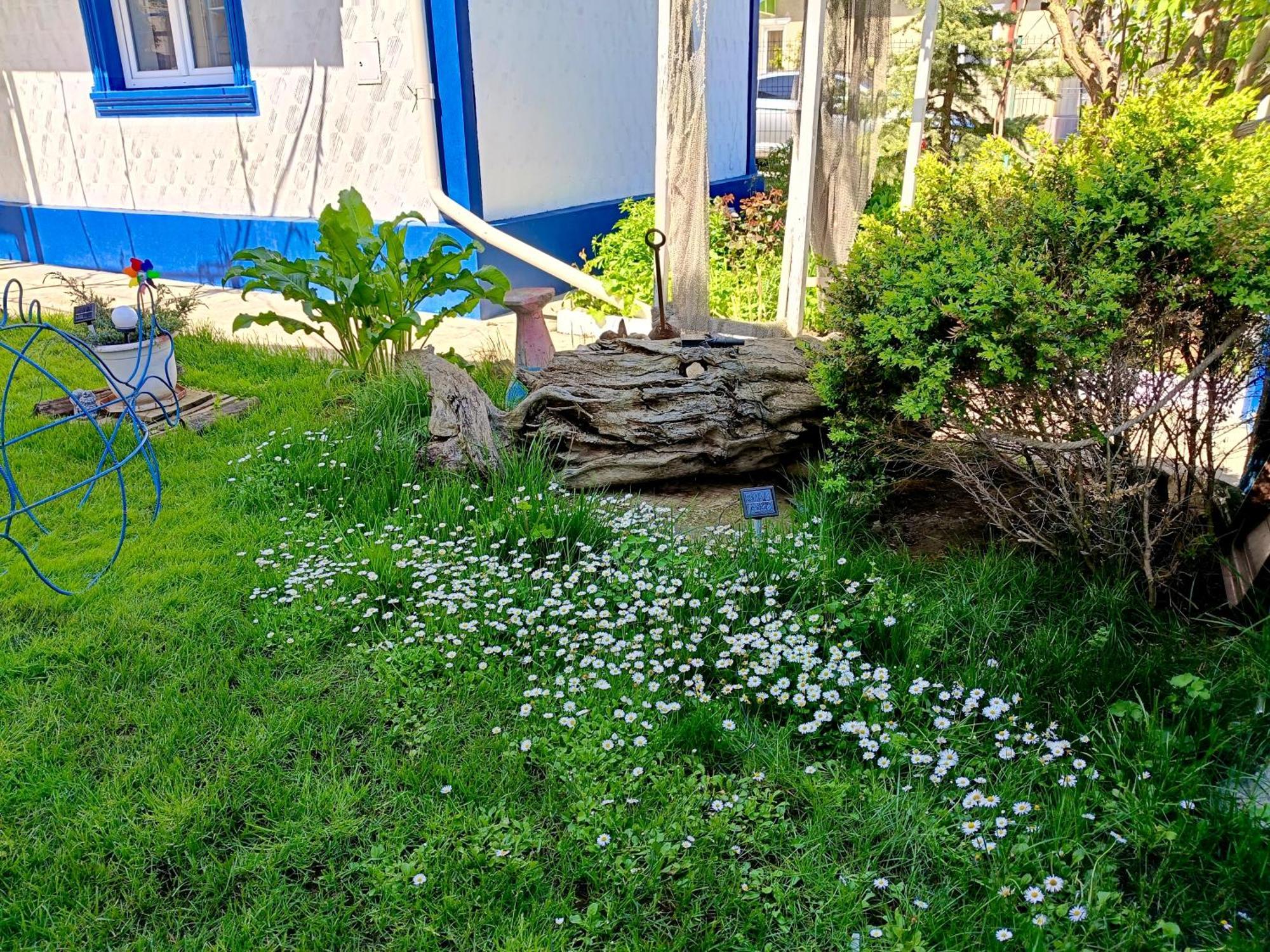 Casa Babica Guesthouse Costinesti Zewnętrze zdjęcie