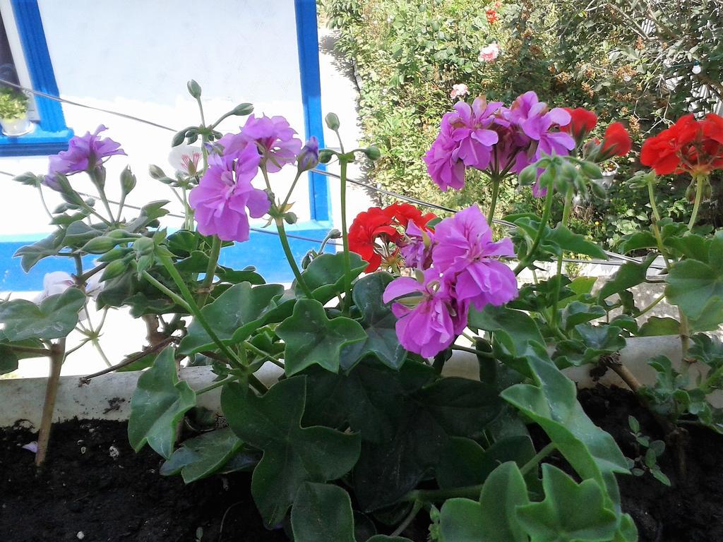 Casa Babica Guesthouse Costinesti Zewnętrze zdjęcie